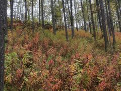 -洮儿河国家湿地公园