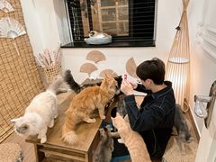 -楼上猫咖(罗湖店)