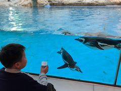 -帝企鹅自助餐厅•儿童岛•真企鹅(长隆企鹅酒店)