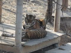 -石家庄市动物园