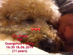 -彩虹桥宠物火化殡葬善终服务(金乐大厦店)