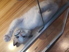 -猫十亿·布偶金渐层·曼基康矮脚猫舍(青年路店)
