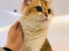 -猫域·湾主题猫咖·宠物吧(南坪城市广场店)