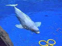-海合安青岛极地海洋公园