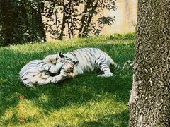 -北京野生动物园