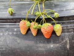 -胜丰草莓采摘园