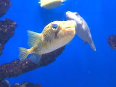 -烟台海昌鲸鲨海洋公园