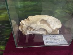 -中国第四纪冰川遗迹陈列馆