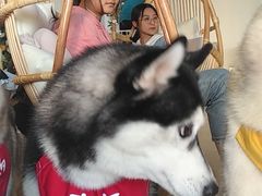 -Husky Go! 哈士奇体验馆·宠物咖啡厅狗咖
