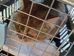 -瑞派·关忠动物医院·猫专科·犬专科(三环新城店)