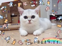 -东方名猫馆·英短金渐层布偶猫舍(环线广场1号楼店)