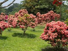 -中国科学院西双版纳热带植物园