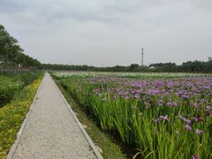 -上海长兴岛郊野公园