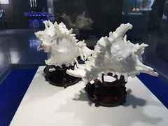 -贝壳王国博物馆