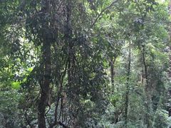 -清迈丛林飞跃 JungleFlight