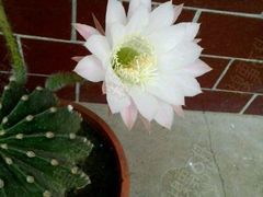 android_upload_pic-李先生牛肉面(长春红旗街店)