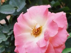 -人民公园(罗湖区)