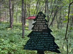 -五营红松林海景区