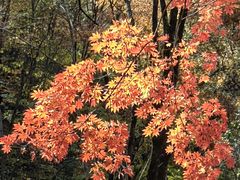 -关门山森林公园