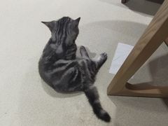 -藏猫猫咖啡主题馆(中央大道店)