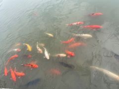 -大湾区中央湿地公园