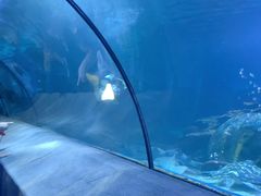 -太平洋海底世界