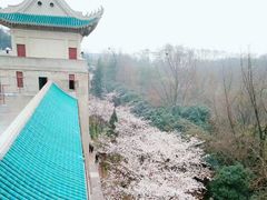 -武汉大学-樱园