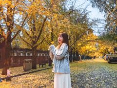 -三里屯东五街银杏大道