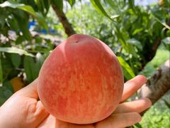 -老袁家蜜桃农场·阳山水蜜桃