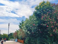 -新江湾城公园