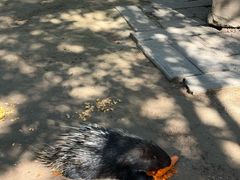 -青藏高原野生动物园