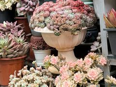 -青石桥花鸟鱼虫市场(叠翠城店)