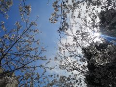 -高东镇樱花园