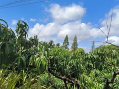 -老袁家蜜桃农场·阳山水蜜桃