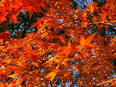 -证大大拇指广场(芳甸路店)