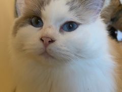 -滚猫咖啡·猫咖·猫友好撸猫(未来城店)