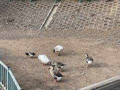 -北京鹿世界主题园