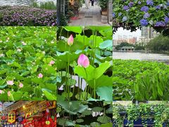 -荔湾湖公园
