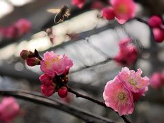 -北京鹫峰国家森林公园