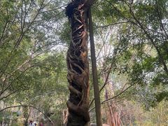 -中国科学院西双版纳热带植物园