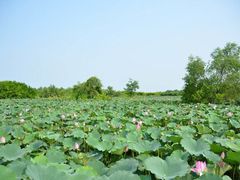 -大湾区中央湿地公园