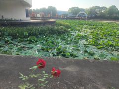 -上海鲜花港