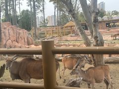 -武汉动物园