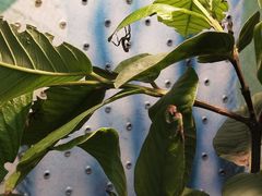 -上海大自然野生昆虫馆(东方明珠·爬宠昆虫探索中心)
