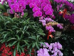 -秦美花卉(天朗·莱茵小城2期店)