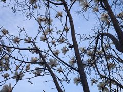 -桃花堤公园