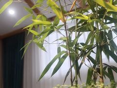 -山壹竹庭院餐厅