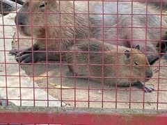 -深圳野生动物园