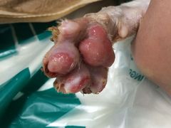 -瑞派宠物医院·24h·骨外科·皮肤科·全科宠物医疗转诊中心(沈阳浑南院)