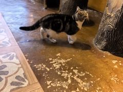 -猫猫幼稚园·撸猫·桌游·电玩